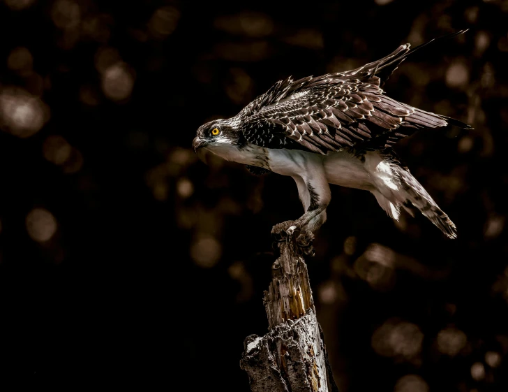 a bird sitting on top of a tree branch, a portrait, pexels contest winner, hurufiyya, bird flying out of water, raptor, action pose : : spotlight, fine art print