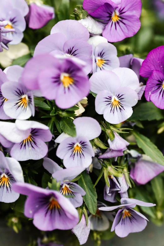 a close up of a bunch of purple flowers, plants and flowers, slightly smiling, no cropping, iconic scene