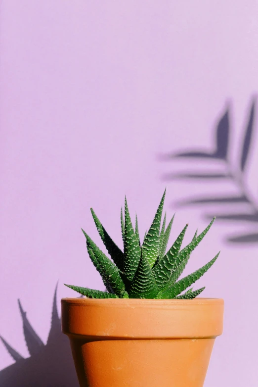 a close up of a potted plant on a table, inspired by Elsa Bleda, trending on pexels, gradient light purple, serrated point, solid background, detailed product image