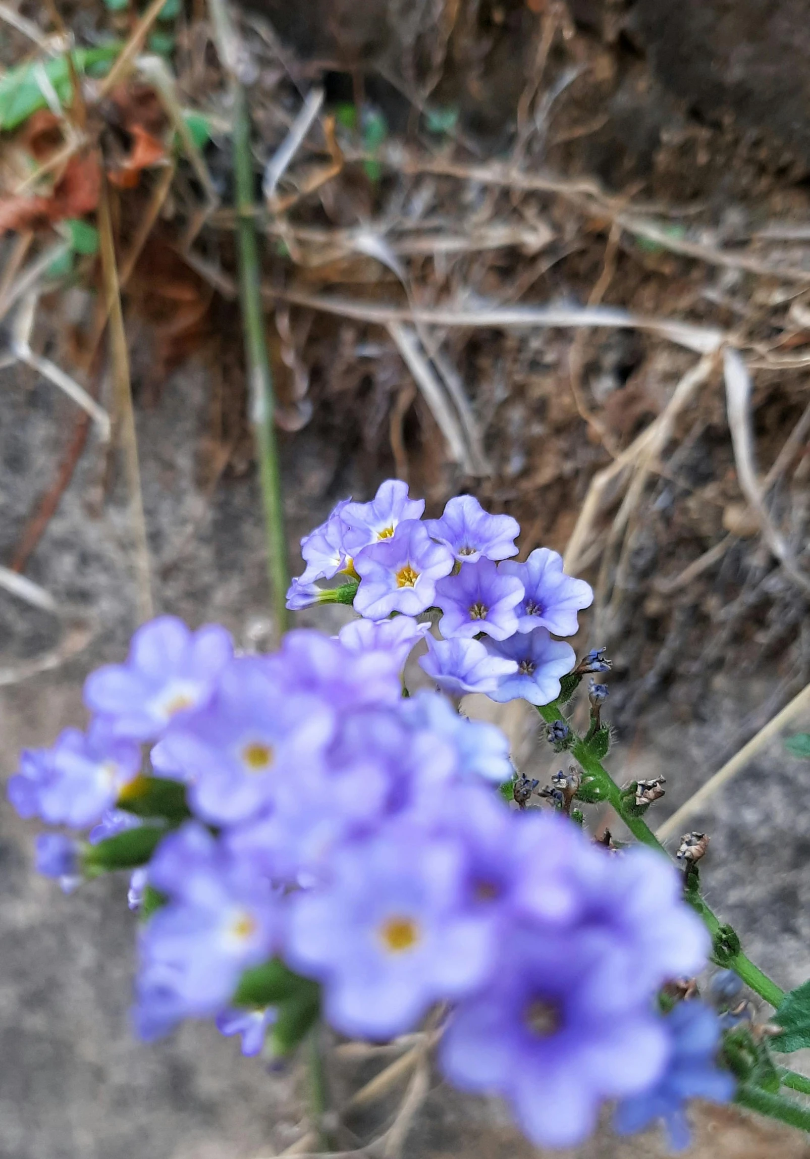 a close up of a bunch of purple flowers, happening, ground level shot, small blue eyes, desert flowers, a high angle shot