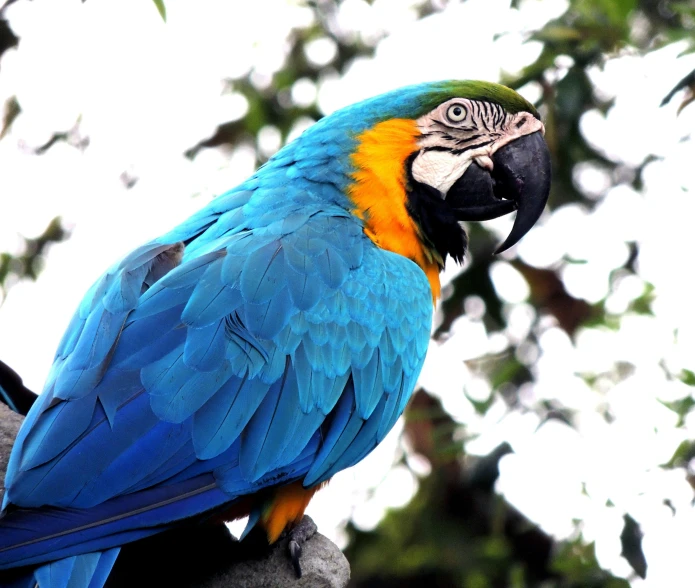 a blue and yellow parrot sitting on top of a tree branch, pexels contest winner, 🦩🪐🐞👩🏻🦳, highly ornamental, today\'s featured photograph 4k, blue and orange