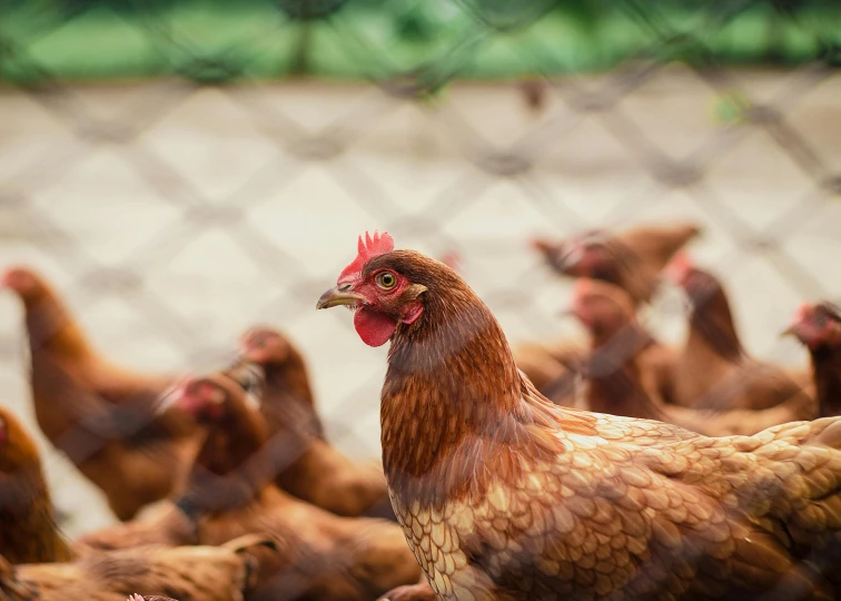 a group of chickens standing next to each other, a picture, shutterstock contest winner, rusty chain fencing, 15081959 21121991 01012000 4k, brown, scientific photo