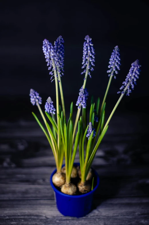 purple flowers in a blue pot on a wooden table, a portrait, inspired by Hyacinthe Rigaud, unsplash, back lit, seeds, high resolution photo, made of glazed