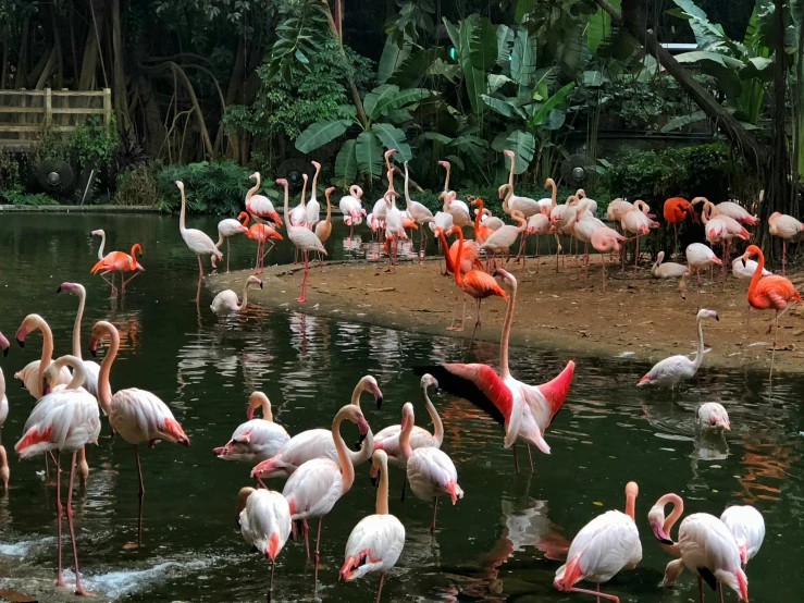 a bunch of flamingos that are standing in the water, standing in a botanical garden, 🦩🪐🐞👩🏻🦳, in sao paulo, conde nast traveler photo