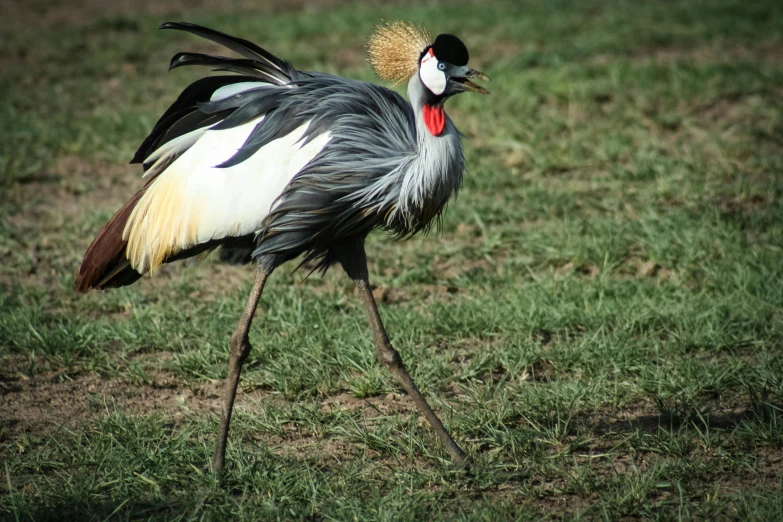 a large bird standing on top of a lush green field, pexels contest winner, hurufiyya, crane, birds are all over the ground, very kenyan, taken in zoo