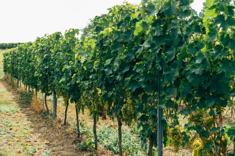 a row of vines in the middle of a field, pexels, renaissance, thick and dense vines, high quality product image”, zoomed in shots, stanchions