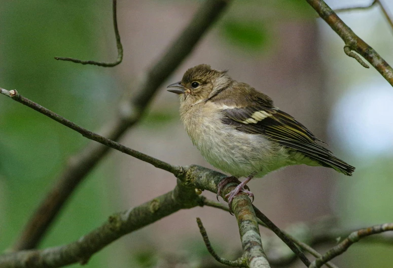 a small bird sitting on top of a tree branch, immature, small mouth, 1 female, fan favorite