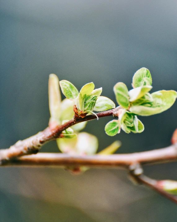 a close up of a branch of a tree, by Rachel Reckitt, trending on pexels, happening, buds, mint leaves, sprouting, sustainable materials