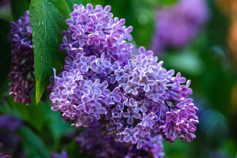 a close up of a bunch of purple flowers, a portrait, by Julian Hatton, shutterstock, lilac bushes, ((purple))