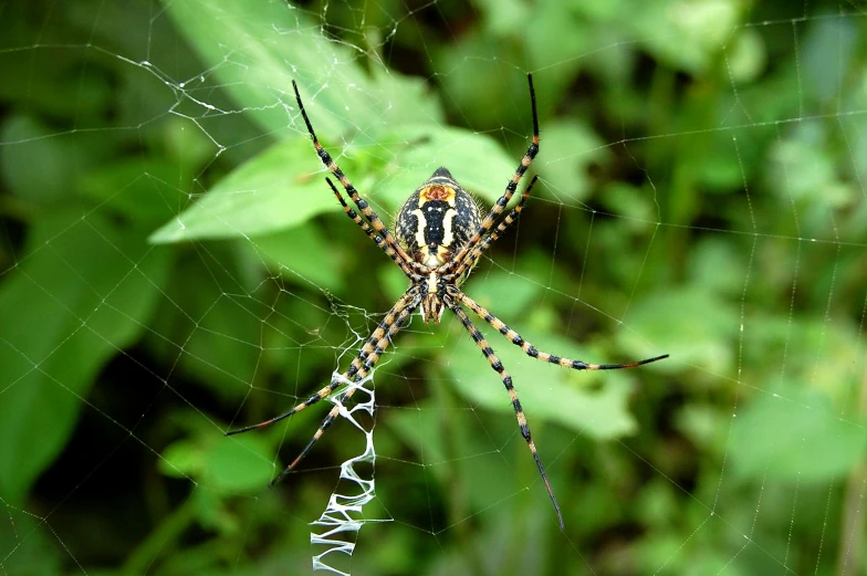 a close up of a spider on a web, by Bradley Walker Tomlin, hurufiyya, multi - coloured, as photograph, spider legs large, decoration