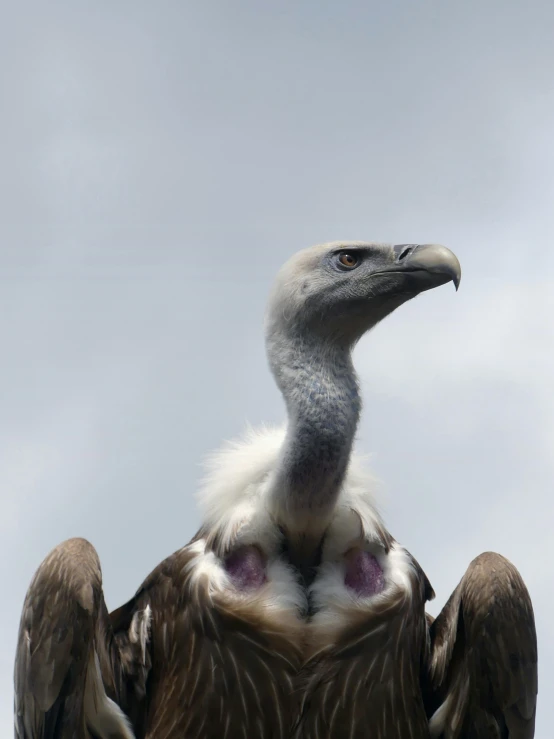 a large bird sitting on top of a wooden post, huge feathery wings, view from ground level, white neck visible, mid-shot of a hunky