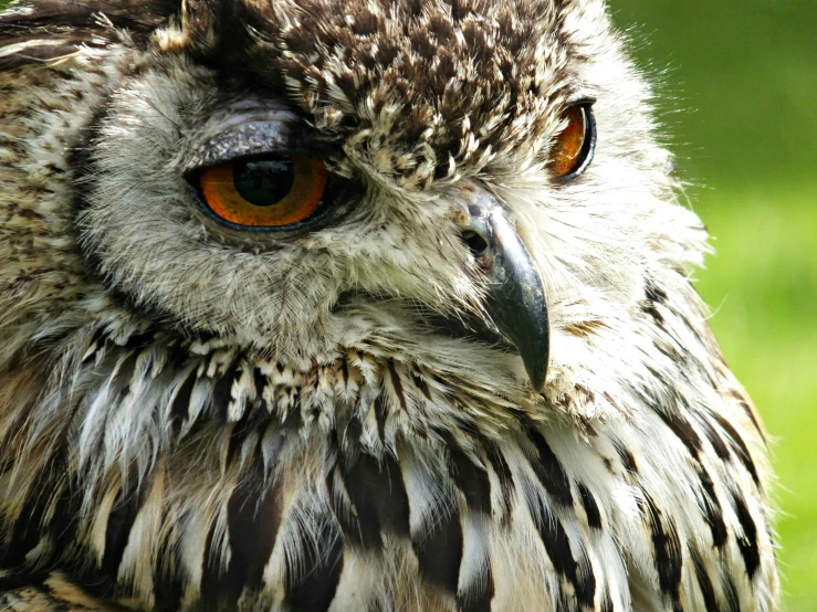a close up of an owl with orange eyes, pexels contest winner, hurufiyya, skeptical expression, ultra high pixel detail, video, grey
