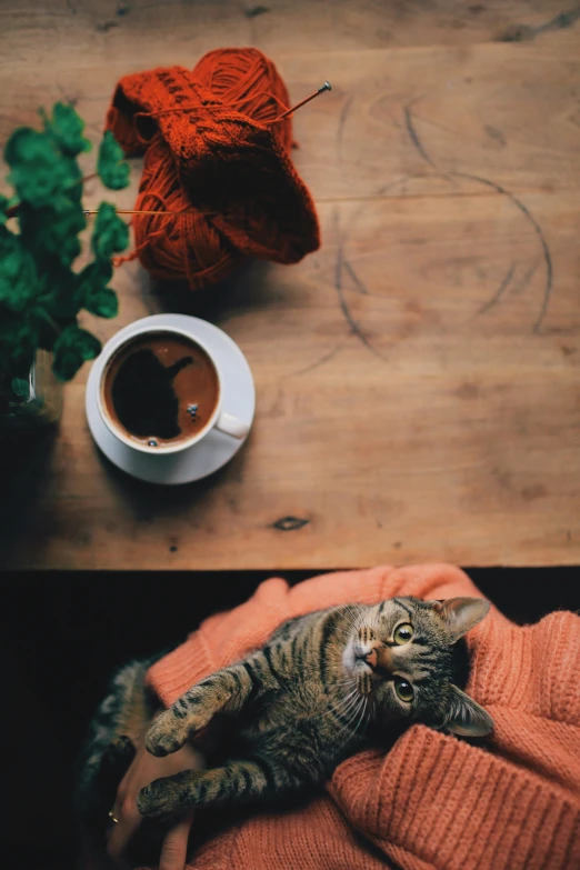 a cat laying on top of a table next to a cup of coffee, by Jan Tengnagel, pexels contest winner, made of wool, gif, casually dressed, brown