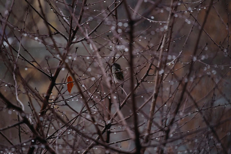 a couple of birds sitting on top of a tree, unsplash, tonalism, water droplets, winter photograph, brown, small