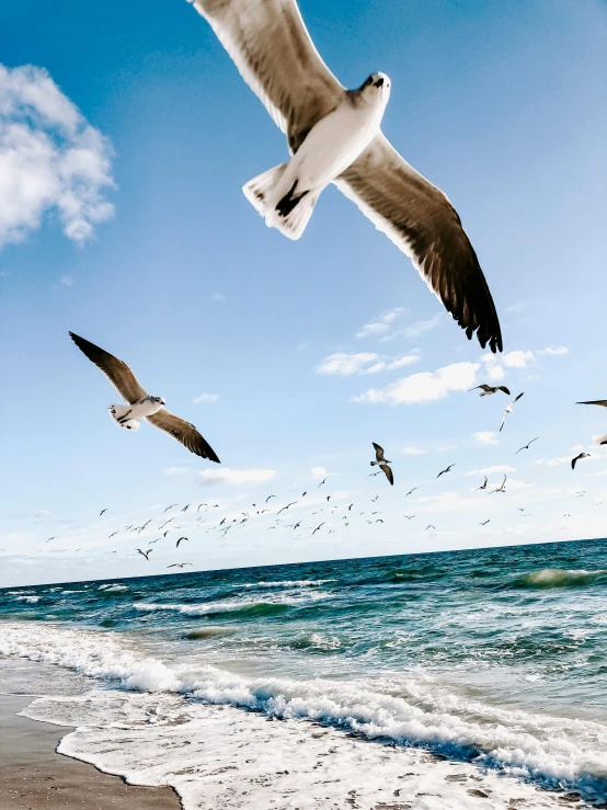 a flock of seagulls flying over a beach, pexels contest winner, large friendly eyes, award winning 4 k photo, manly, spreading her wings