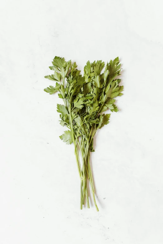 a bunch of parsleya on a white surface, unsplash, hurufiyya, celery man, detailed product image, made of leaves, mint