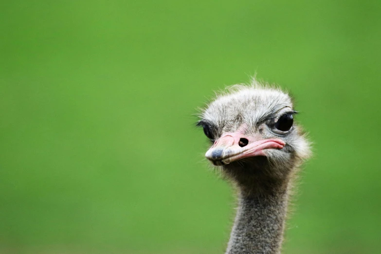 a close up of an ostrich's head with a green background, trending on pexels, derp, an angry, tall thin, 🦩🪐🐞👩🏻🦳