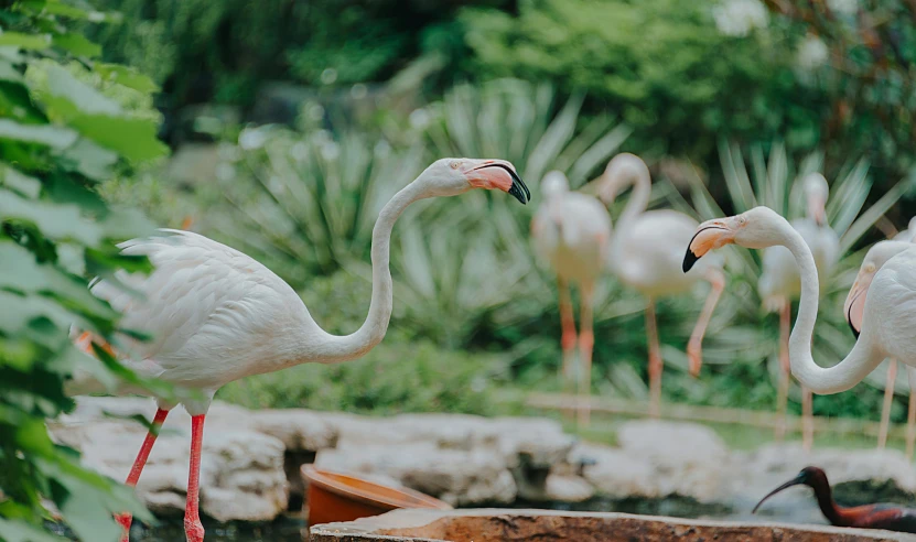 a group of flamingos standing next to each other, a photo, by Emma Andijewska, pexels contest winner, gardens and fountains, 🦩🪐🐞👩🏻🦳, white, [ cinematic