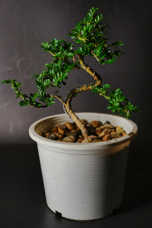 a bonsai tree in a pot on a table, sitting on a curly branch, bottom lighting, 1 6 x 1 6, twisting leaves