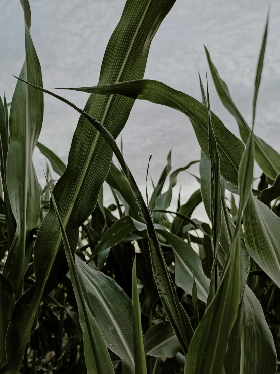 a red fire hydrant sitting on top of a lush green field, an album cover, unsplash, renaissance, corn on a cob everywhere, gray skies, profile image, large leaves