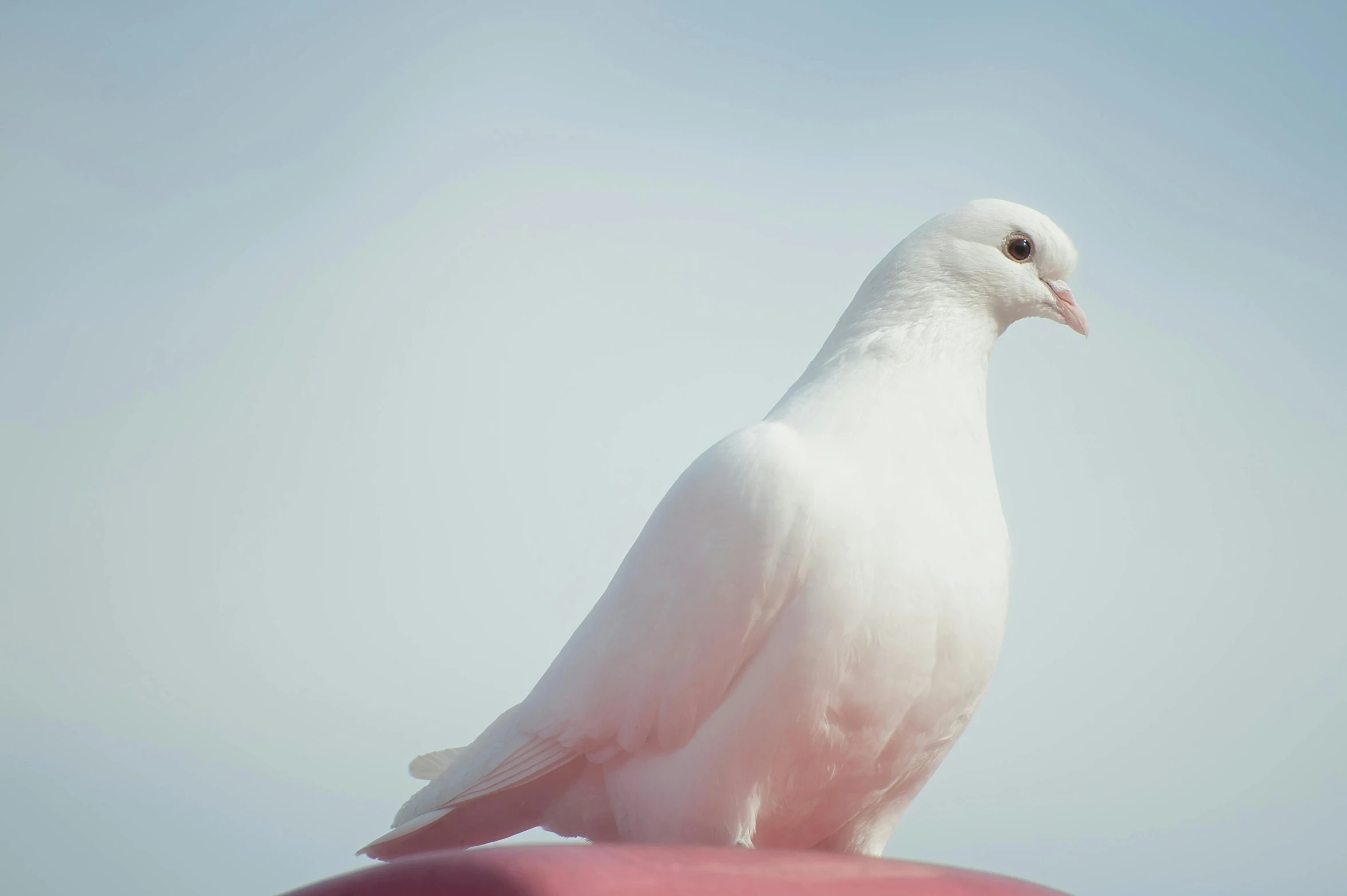 a white bird sitting on top of a pink object, pexels contest winner, arabesque, smooth white skin, dove, medium format, 2070