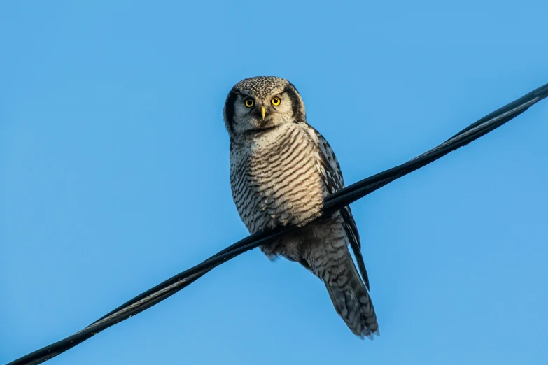 an owl sitting on top of a power line, a portrait, pexels contest winner, raptor, afternoon hangout, portrait of a small, grey