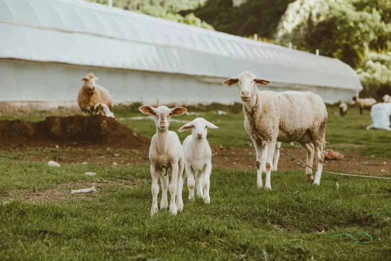 a herd of sheep standing on top of a lush green field, ecovillage, ignant, family friendly, outside in a farm