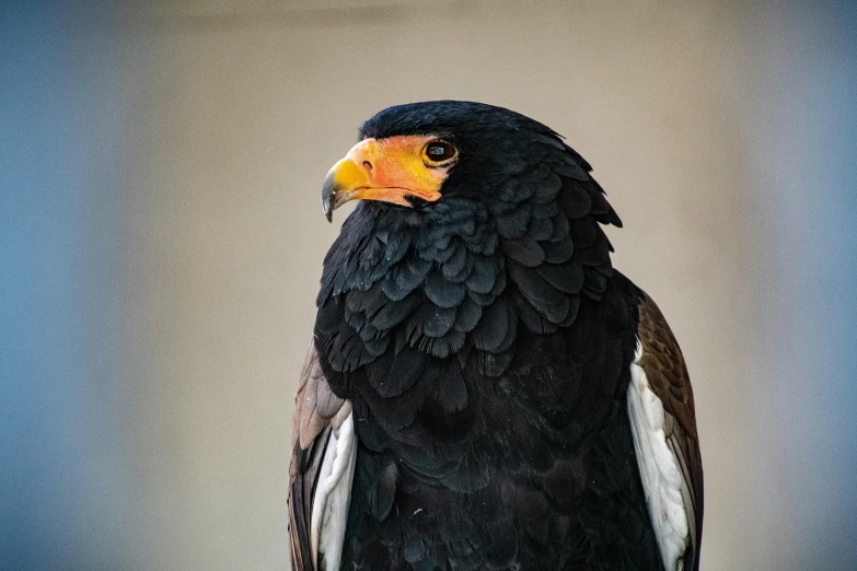 a close up of a bird of prey, pexels contest winner, renaissance, black, 🦩🪐🐞👩🏻🦳, an afghan male type, portrait of tall