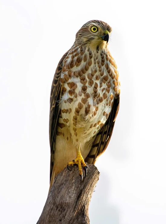 a hawk sitting on top of a tree branch, a portrait, pexels, hurufiyya, full body shot hyperdetailed, portrait of tall, portrait n - 9, malaysian