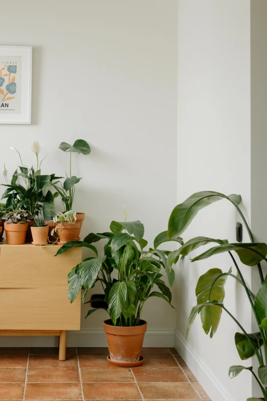 a living room filled with lots of potted plants, by Carey Morris, trending on unsplash, minimalism, lillies, rectangle, soft vignette, seasonal