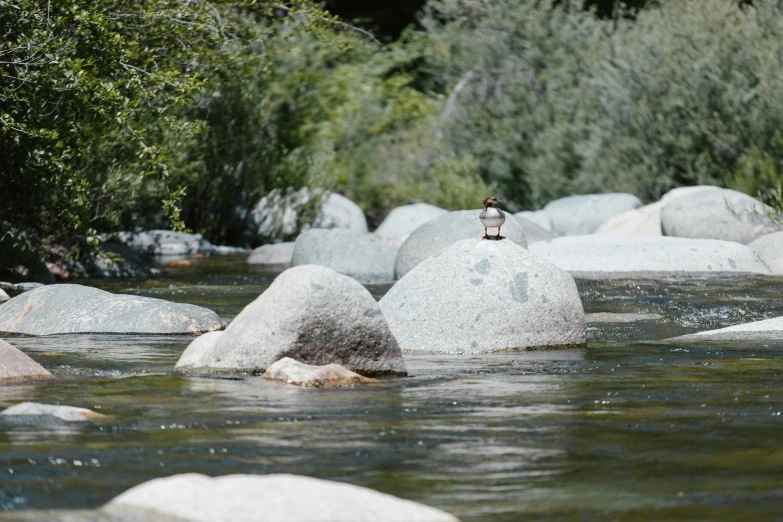 a bird sitting on a rock in a river, by Ryan Pancoast, unsplash, visual art, central california, strange levitating stones, seen from a distance, campsites