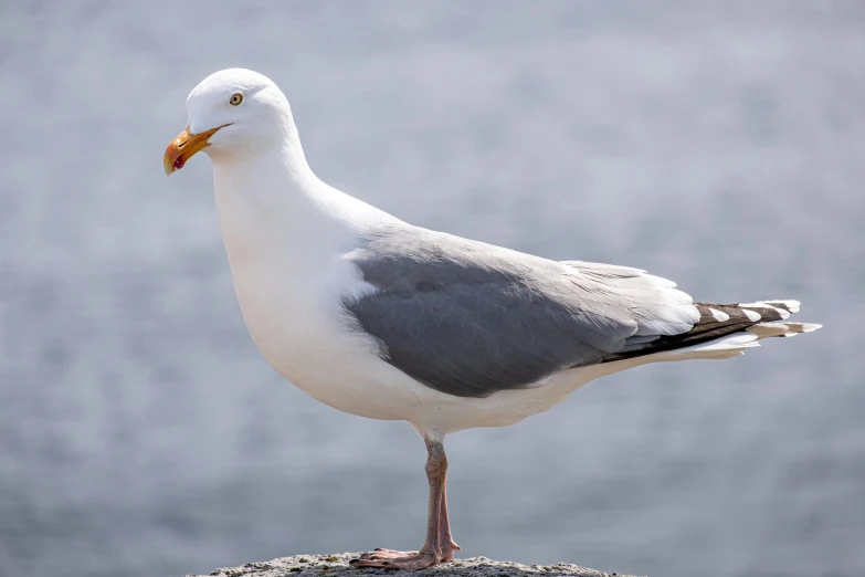 a seagull standing on a rock in front of a body of water, posing, pale grey skin, with a pointed chin, taken in 2 0 2 0