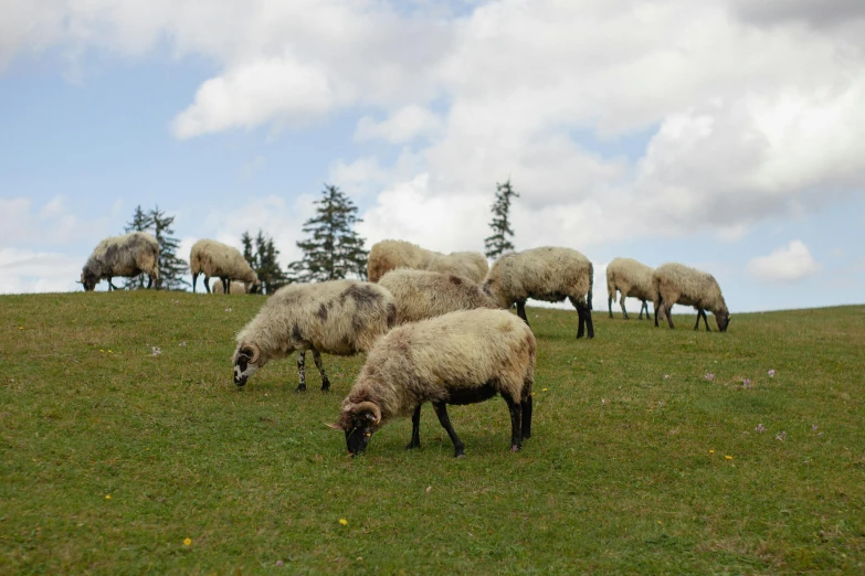 a herd of sheep grazing on a lush green hillside, by Attila Meszlenyi, pexels contest winner, les nabis, eating, bosnian, made of wool, youtube thumbnail