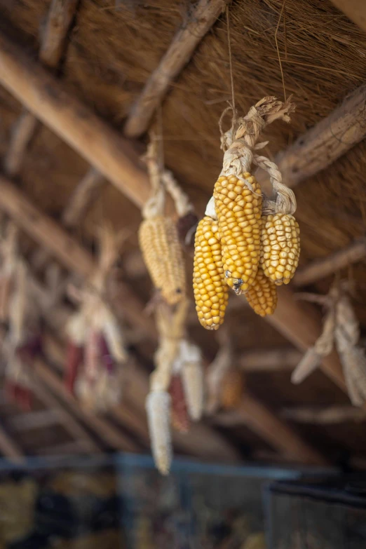 a bunch of corn hanging from the ceiling, by Jessie Algie, unsplash, renaissance, huts, ready to eat, no cropping, dried vines