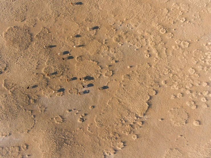 a group of animals standing on top of a sandy beach, an album cover, by Jan Kupecký, unsplash, land art, footprints in the sand, seen from a plane, dappled in evening light, subtle pattern