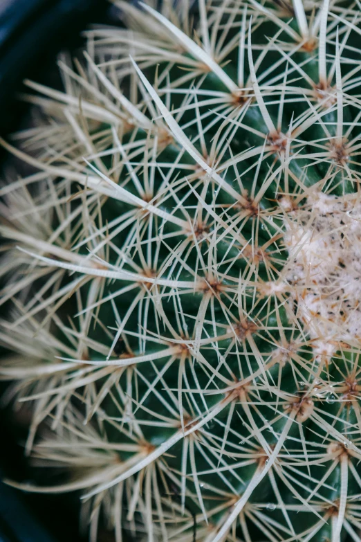 a close up of a cactus plant in a pot, a macro photograph, inspired by Elsa Bleda, unsplash, made of cactus spines, micro-details, radiolaria, high-resolution photo