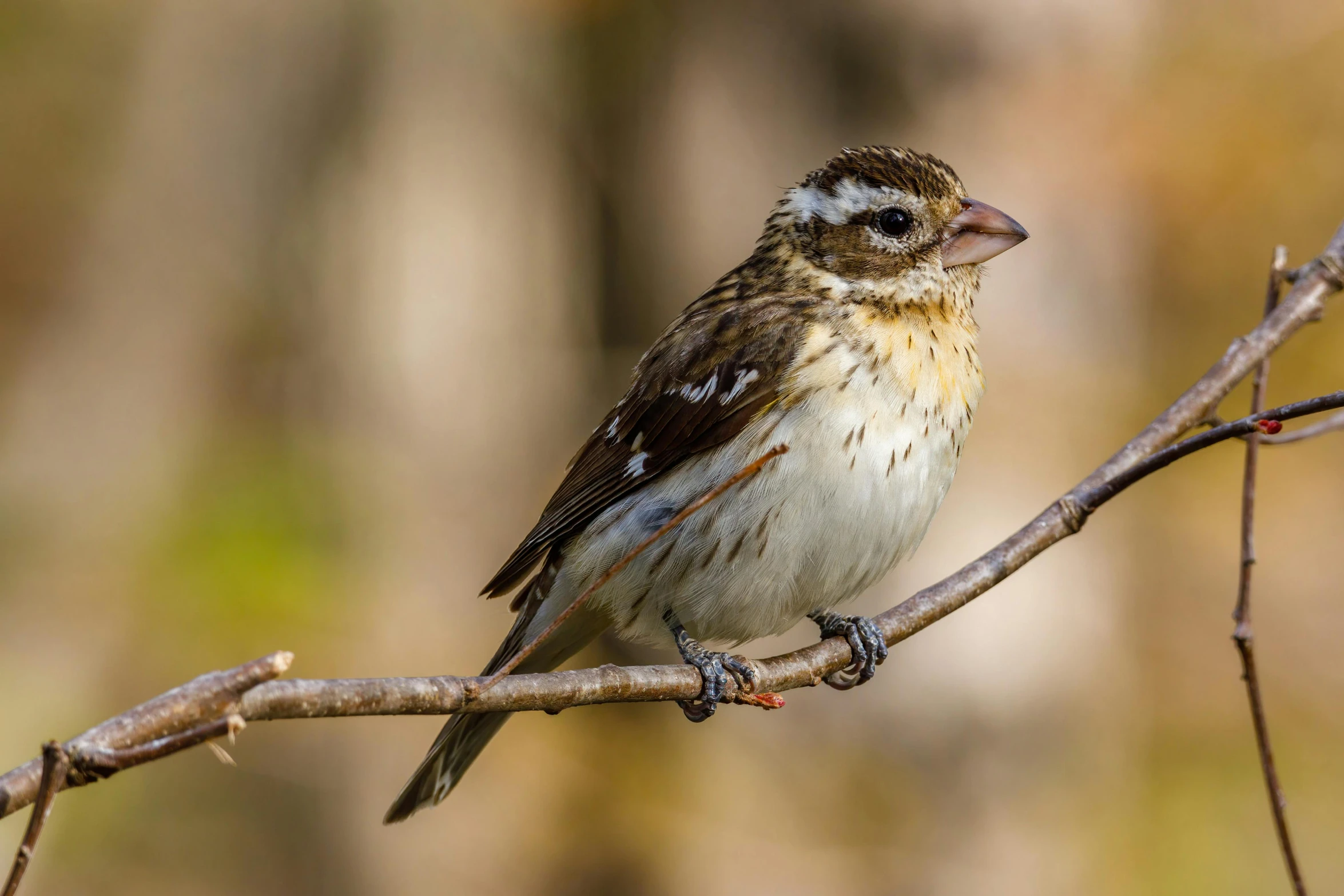 a small bird sitting on top of a tree branch, a portrait, profile image