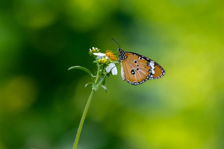 a close up of a butterfly on a flower, by Andries Stock, unsplash, minimalism, ilustration, young male, an elegant green, shot on sony a 7