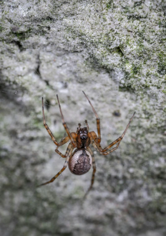 a close up of a spider on a rock, by Alison Watt, happening, on a wall, walking towards camera, today\'s featured photograph 4k, spherical