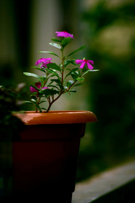 a flower pot sitting on top of a window sill, by Max Dauthendey, 300mm telephoto bokeh, paul barson, purple foliage, plants and patio
