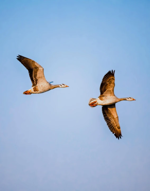 a couple of birds flying through a blue sky, by Jan Tengnagel, pexels contest winner, ryan gosling fused with a goose, grey, museum quality photo, adult pair of twins