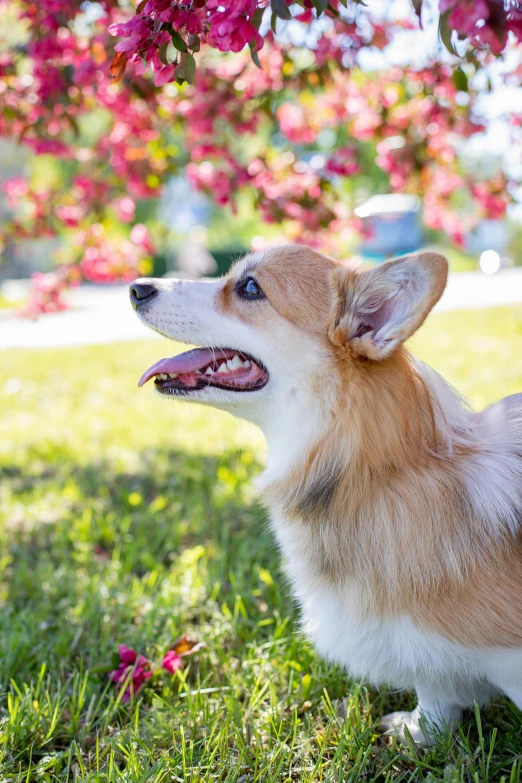 a dog that is standing in the grass, sitting under a tree, corgi cosmonaut, 2019 trending photo, headshot