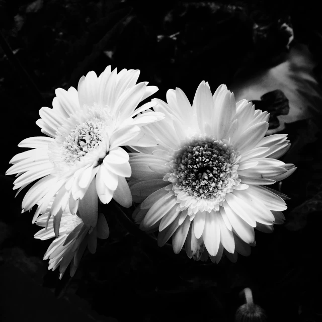 a black and white photo of two flowers, daisies, chrysanthemum eos-1d, shot on iphone 1 3 pro, high contrast!!
