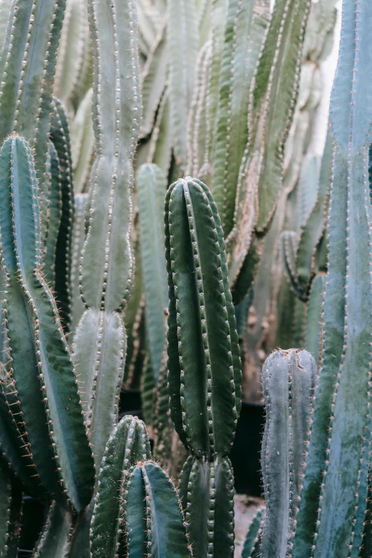 a group of cactus plants sitting next to each other, inspired by Elsa Bleda, zoomed out shot, tall thin, grey, teal aesthetic