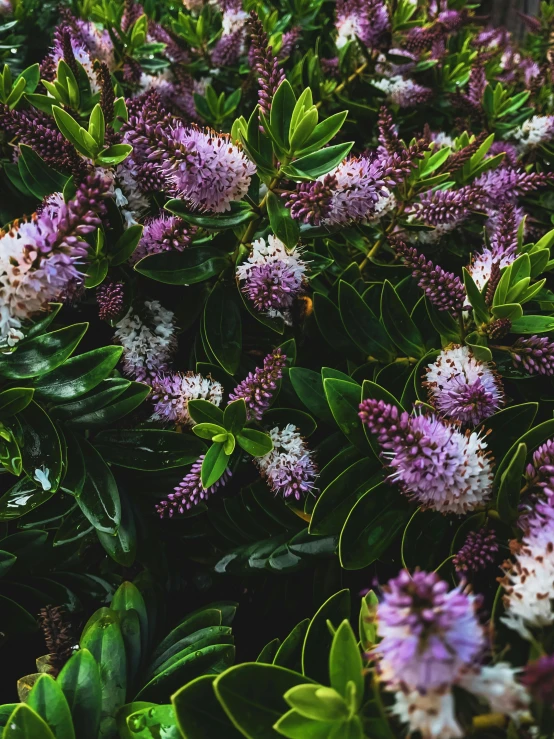 a bush full of purple and white flowers, by Carey Morris, trending on unsplash, hurufiyya, high angle close up shot, nothofagus, glossy surface, 4k detail post processing