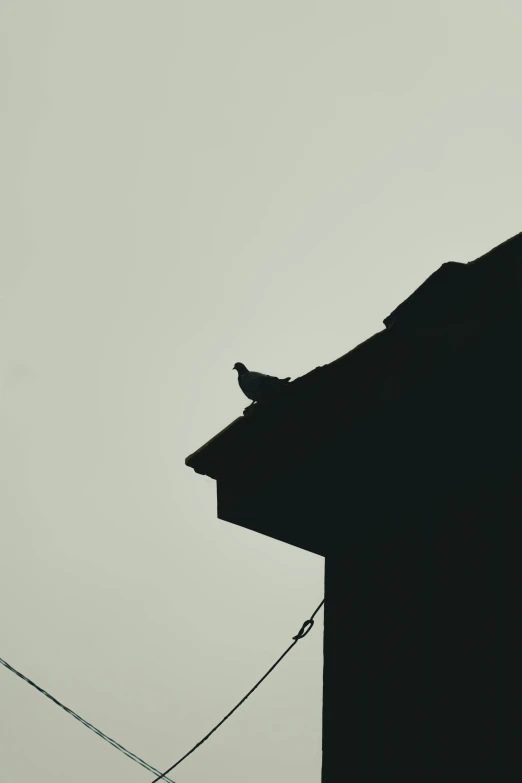 a bird sitting on the roof of a building, pexels contest winner, postminimalism, silhouette :7, album cover, grainy low quality, instagram photo