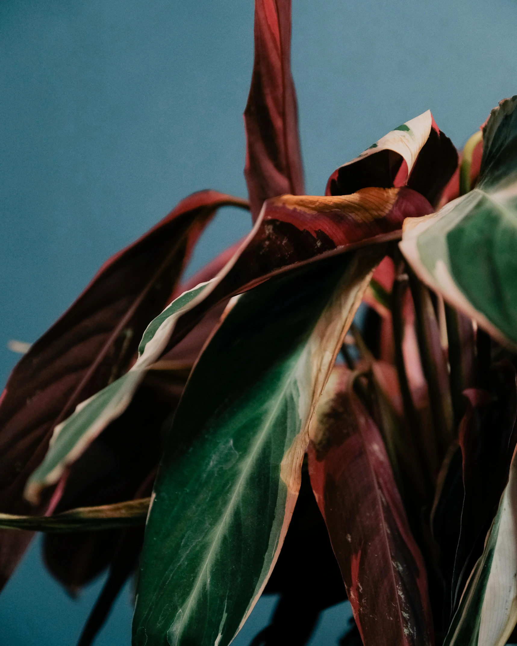 a close up of a plant with red and green leaves, an album cover, by Emma Andijewska, trending on unsplash, renaissance, iridescent deep colors, magnolia stems, house plants, of letting go