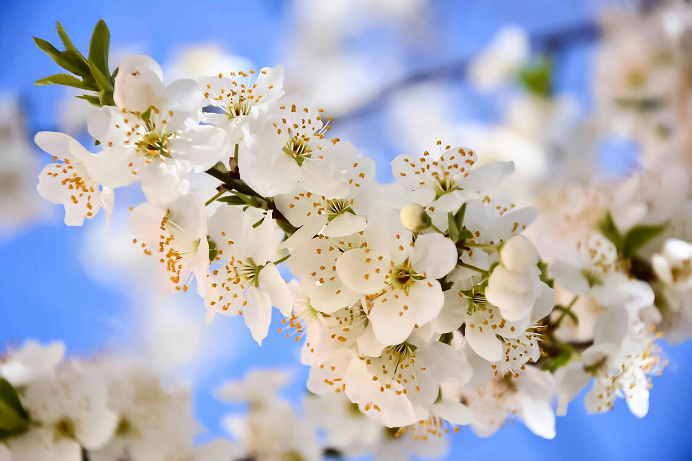 a branch with white flowers against a blue sky, slide show, instagram post, paul barson, cherry blosom trees