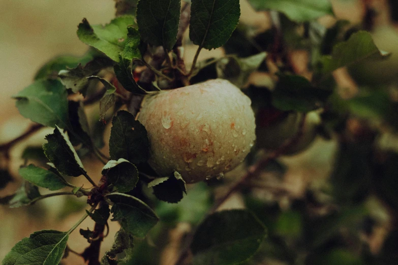 a close up of an apple on a tree branch, inspired by Elsa Bleda, unsplash, renaissance, 🐿🍸🍋, under rain, beige, lush vista