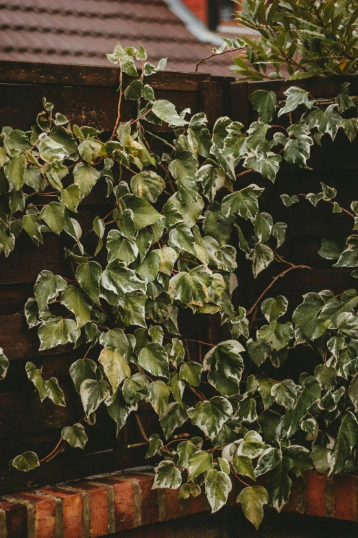 a fire hydrant sitting on top of a brick wall, an album cover, inspired by Elsa Bleda, trending on pexels, huge ficus macrophylla, low detail, ivy's, featuring rhodium wires